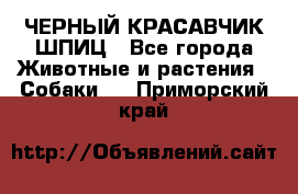 ЧЕРНЫЙ КРАСАВЧИК ШПИЦ - Все города Животные и растения » Собаки   . Приморский край